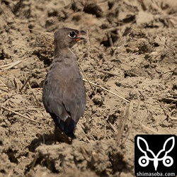 親鳥。石垣島は33度超えで陽炎が発生してもやもやです。^^;