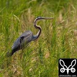 上の幼鳥の親鳥と思われる個体。
