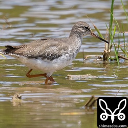 夏羽から冬羽へ換羽中のアカアシシギ。