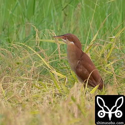 茂みから出てきたリュウキュウヨシゴイのオス。