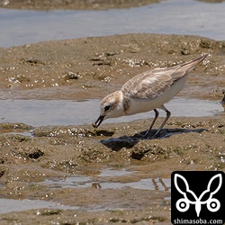 夏羽から冬羽へ変わりつつあるシロチドリ。