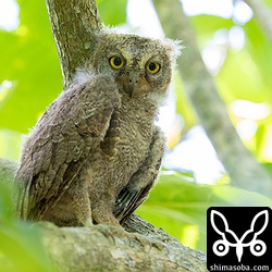 こちらは前日に巣立った長男。