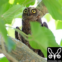 脇を開き暑そうなメス親。