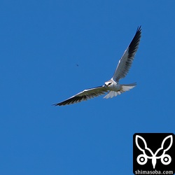 親元に1カ月ほどとどまり、これぐらいに成長すると自分で狩りもできるようになります。