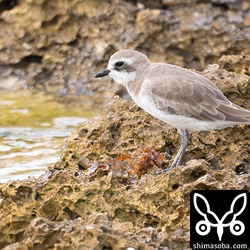オオメダイチドリの群れにメダイチドリも混ざっていましたが3羽だけ。