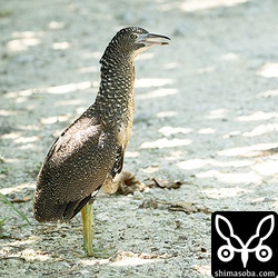 上の2羽と兄弟。エサにありつけなかったヒナは悲しそうに鳴いていました。実際の鳴き声は下の動画からどうぞ。