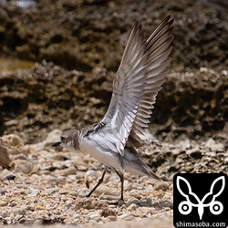 オオメダイチドリ十数羽の群れでした。