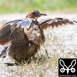 奇妙なポーズで日光浴するズグロミゾゴイ。