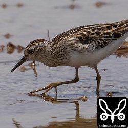 ヒバリシギ夏羽後期。