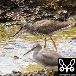 アカアシシギ夏羽後期。