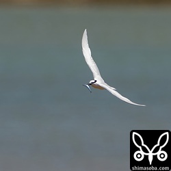 獲物を運ぶエリグロアジサシ。