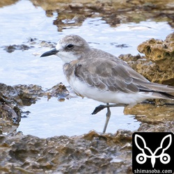 夏羽から冬羽へ換羽中のオオメダイチドリ。