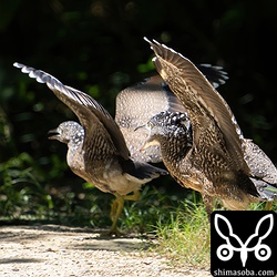 親からエサをもらい奪い合う2羽のズグロミゾゴイの幼鳥。