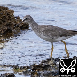 キアシシギ冬羽へ。