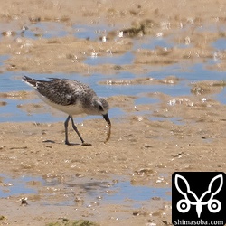 河口から続く砂浜には今季初のダイゼン。かなり距離があり、陽炎で大気がゆらぎぼけぼけ。^^;