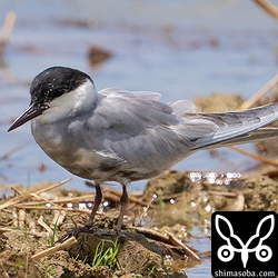 クロハラアジサシも増えてきました。