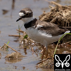 コチドリ夏羽後期。