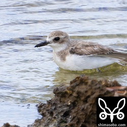 水浴びするオオメダイチドリ。冬羽へ換羽中。