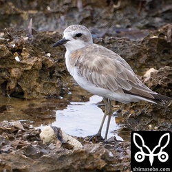 こちらも夏羽から冬羽へ。