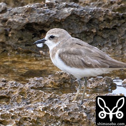 こちらもオオメダイチドリ。