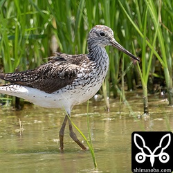アオアシシギ第1回夏羽。