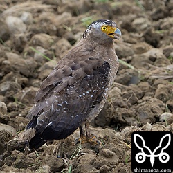 カンムリワシを見る機会が増えてきました。