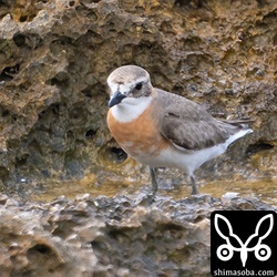 メダイチドリ夏羽後期。