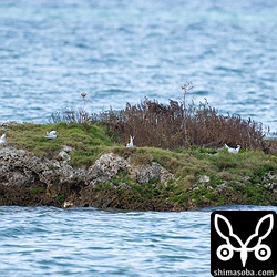 エリグロアジサシのコロニー。一部はヒナがかえったようでエサを運んでいました。