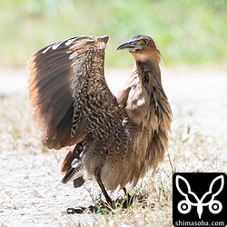 いろいろなポーズをとっていました。