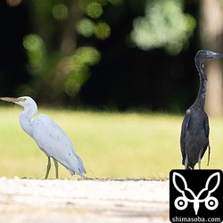海岸に住んでいるはずのクロサギがペアで芝生に降り立っていました。