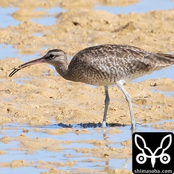 カニを捕まえたチュウシャクシギ。冬羽へ変わりつつあります。
