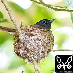 7月8日。抱卵中のメス。