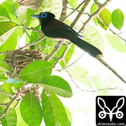 7月13日。オス親も頻度は少ないが、エサを運んで子育てに協力。