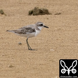 オオメダイチドリ成鳥。冬羽へ換羽中。