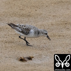 トウネン第1回夏羽から冬羽へ換羽中。