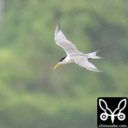 暴風の中の手持ち撮影なのでぶれぶれですね。^^;