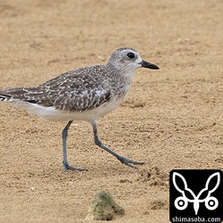 ダイゼン第1回夏羽。 `先日と同じ個体 <https://shimasoba.com/blog/1910/>`_ と思われます。