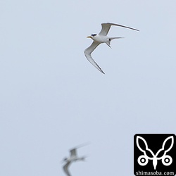 オオアジサシのタンデム飛行。