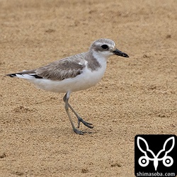 オオメダイチドリ第1回夏羽から冬羽へ。