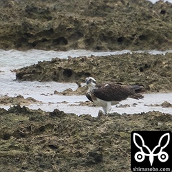 ミサゴが魚を食っていました。2羽いましたが渡りには早いので越夏個体かな?