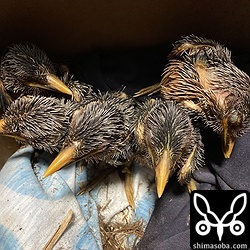 救出してから5時間後。加温と除湿器2台による乾燥でしっかり座れるぐらいに元気を取り戻した。