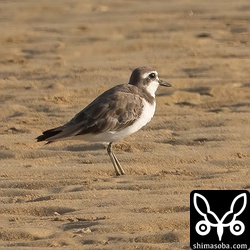 オオメダイチドリ冬羽。