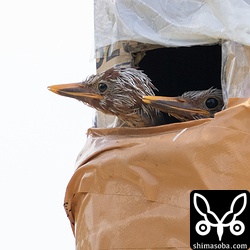 7月27日。そろそろ巣立ちしてやろうかと外を眺める時間が増えてきましたアカショウビンのヒナたち。