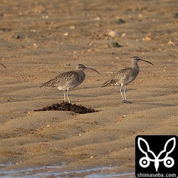 チュウシャクシギ冬羽。