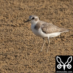 オオメダイチドリ冬羽へ換羽中。