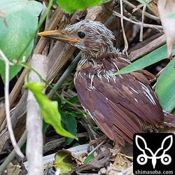 救助してから5日、親元に帰してから4日でついにアカショウビンの巣立ち!! 巣立ち第1号は上で顔を出している2羽のどちらでもない個体でした。