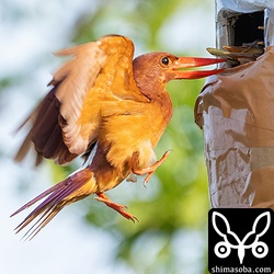 ガムテープが滑るのか、空中給餌。