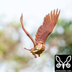 SONY α1 のオートフォーカスはすごいですね。小鳥が正面に向かってくるシーンでもピントを外しません。