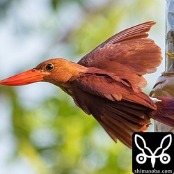 撮影は自動車の窓ガラスを20センチほど開けた上で目隠しをしています。