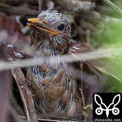 まだ枝には止まれないようで地面を歩きながら移動。巣に残る4羽も元気そうです。すべてが巣立つには2〜3日かかると思われます。